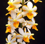 Carica l'immagine nel visualizzatore Galleria, Vandaenopsis pulcherrimin (Ascocentrum miniatum x Phalaenopsis pulcherrima)