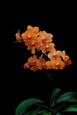 Carica l'immagine nel visualizzatore Galleria, Asconopsis Irene Dobkin 'Elmhurst' HCC/AOS