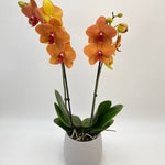 Carica l'immagine nel visualizzatore Galleria, Phalaenopsis Asian Sun