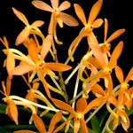 Carica l'immagine nel visualizzatore Galleria, Vanda syn. Ascofinetia Twinkle (Neofinetia falcata X Ascocentrum miniatum)