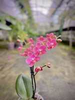 Carica l'immagine nel visualizzatore Galleria, Phalaenopsis Daisy Rose