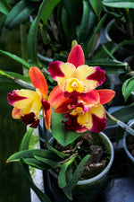 Carica l'immagine nel visualizzatore Galleria, Slc. Candy Sparks ‘Fall Candy’ x Slc. Love Fresh ‘Peter’s Pick’