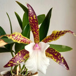 Carica l'immagine nel visualizzatore Galleria, Brassocattleya Theresa Ricci (Bc. Hippodamia × Cattleya aclandiae)