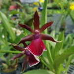 Carica l'immagine nel visualizzatore Galleria, Zygopetalum Louisendorf 'Rhein Moonlight'