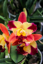 Carica l'immagine nel visualizzatore Galleria, Slc. Candy Sparks ‘Fall Candy’ x Slc. Love Fresh ‘Peter’s Pick’