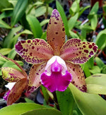 Carica l'immagine nel visualizzatore Galleria, Rhyncholaeliocattleya Durigan 'Big spots' - Br Orquidea