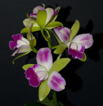 Carica l'immagine nel visualizzatore Galleria, Blc. Yen Corona 'Green Genius' AM/AOS