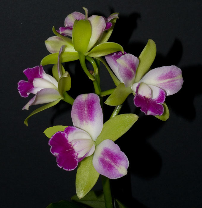 Brassolaeliocattleya Yen Corona 'Green Genius' AM/AOS – Giulio