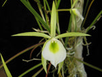 Carica l'immagine nel visualizzatore Galleria, Brassavola flagellaris
