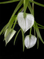 Carica l'immagine nel visualizzatore Galleria, Brassavola subulifolia