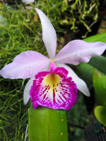 Carica l'immagine nel visualizzatore Galleria, Brassocattleya Taiwan Big Lip