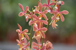 Carica l'immagine nel visualizzatore Galleria, Phalaenopsis Bronze Maiden 'Rio' (schilleriana x mannii 'Black' )