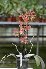 Carica l'immagine nel visualizzatore Galleria, Phalaenopsis Bronze Maiden 'Rio' (schilleriana x mannii 'Black' )