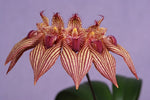 Carica l'immagine nel visualizzatore Galleria, Bulbophyllum A-doribil Candy (B. Elizabeth Ann x B. bicolor)