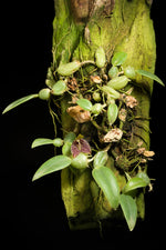 Carica l'immagine nel visualizzatore Galleria, Bulbophyllum cambodianum
