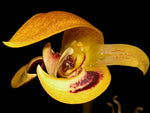 Carica l'immagine nel visualizzatore Galleria, Bulbophyllum dearei