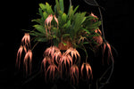 Carica l'immagine nel visualizzatore Galleria, Bulbophyllum Elizabeth Ann