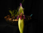 Carica l'immagine nel visualizzatore Galleria, Bulbophyllum fascinator var. semi alba