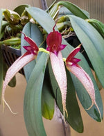 Carica l'immagine nel visualizzatore Galleria, Bulbophyllum Siam Dragon Claw (phalaenopsis x fascinator)