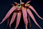 Carica l'immagine nel visualizzatore Galleria, Bulbophyllum Krarit Vejvarut (longissimum x phalaenopsis)