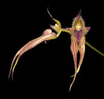 Carica l'immagine nel visualizzatore Galleria, Bulbophyllum Linda's Glory (B. fascinator × B. bicolor)