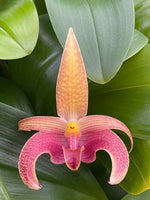 Carica l'immagine nel visualizzatore Galleria, Bulbophyllum lobbii