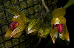 Carica l'immagine nel visualizzatore Galleria, Bulbophyllum subumbellatum