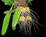 Carica l'immagine nel visualizzatore Galleria, Bulbophyllum vaginatum