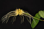 Carica l'immagine nel visualizzatore Galleria, Bulbophyllum vaginatum