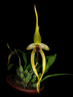 Carica l'immagine nel visualizzatore Galleria, Bulbophyllum Wilburg Chang