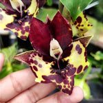 Carica l'immagine nel visualizzatore Galleria, Catasetum Kidney Bean Jamie's 'Golden Eyes'