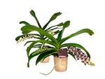 Carica l'immagine nel visualizzatore Galleria, Rhynchostylis gigantea Mix - XXL