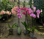 Carica l'immagine nel visualizzatore Galleria, OFFERTA PHALAENOPSIS ALTE