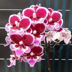 Chargez l'image dans la visionneuse de galerie, Phalaenopsis Fong Tien's Amapearl 'Cone Pearl CL913G'