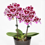 Chargez l'image dans la visionneuse de galerie, Phalaenopsis Fong Tien's Amapearl 'Cone Pearl CL913G'