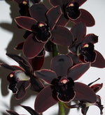 Carica l'immagine nel visualizzatore Galleria, Cymbidium Cali Night 'Geyserland'