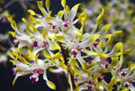 Carica l'immagine nel visualizzatore Galleria, Dendrobium canaliculatum var. tattonianum