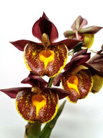 Carica l'immagine nel visualizzatore Galleria, Catasetum Gerhard Leiste (=pileatum x Jumbo Pearl)