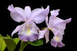 Carica l'immagine nel visualizzatore Galleria, Cattleya Sea Breeze 'Blue Ribbon' (C. warneri x C. walkeriana)