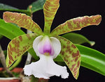 Carica l'immagine nel visualizzatore Galleria, Cattleya aclandiae var. Albescens Carolyne" x self