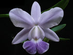 Carica l'immagine nel visualizzatore Galleria, Cattleya Aloha Case var. coerulea 'KS' (C. Mini Purple x Cattleya walkeriana)