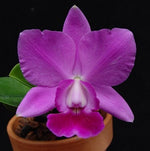Carica l'immagine nel visualizzatore Galleria, Cattleya Aloha Case dark purple form (C.Mini Purple x C.walkeriana)