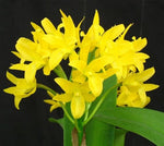 Carica l'immagine nel visualizzatore Galleria, Cattleya aurantiaca f. aurea