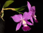 Carica l'immagine nel visualizzatore Galleria, Cattleya Blue Pearl