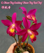 Carica l'immagine nel visualizzatore Galleria, Cattleya Chain-Tzy Guiding 'Chain-Tzy Red Top'