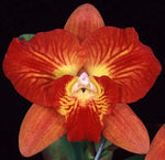 Carica l'immagine nel visualizzatore Galleria, Cattleya Cosmic Delite (C. Bright Angel x C. Batemaniana)