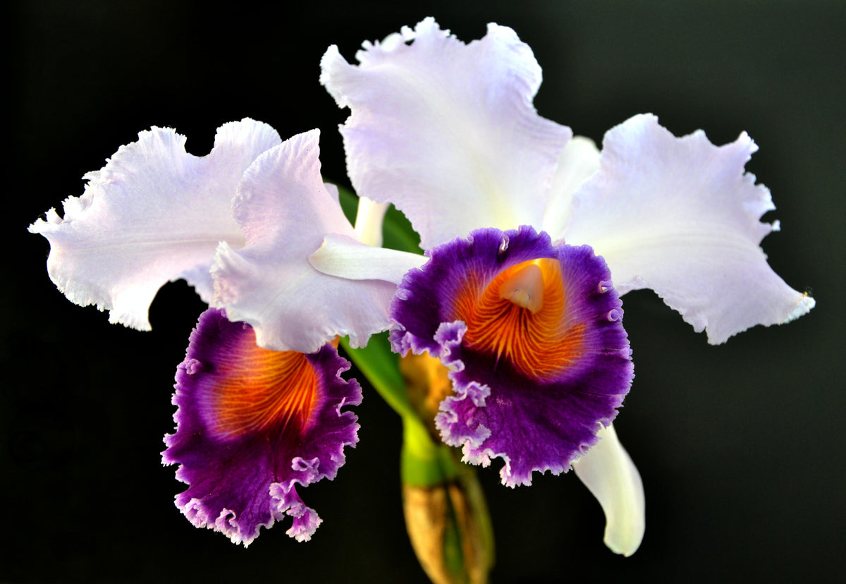 Cattleya Dinard 