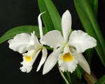 Carica l'immagine nel visualizzatore Galleria, Cattleya gaskelliana var. alba