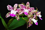 Carica l'immagine nel visualizzatore Galleria, Cattleya Green Emerald 'Queve' AM/AOS