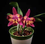 Carica l'immagine nel visualizzatore Galleria, Cattleya Hawaiian Splash 'Lea' BM/JOGA